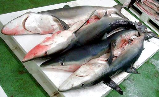 Prionace glauca _07.jpg